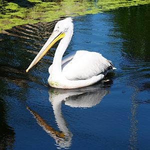 Dalmatian pelican (Pelecanus onocrotalus)