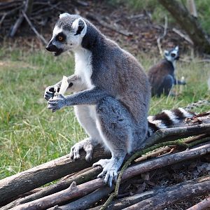 Ring-tailed lemur (Lemur catta)