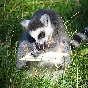 Ring-tailed lemur (Lemur catta)