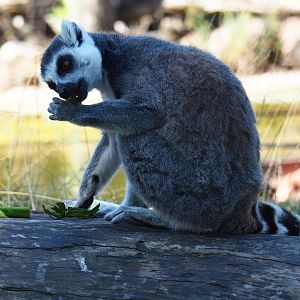 Ring-tailed lemur (Lemur catta)