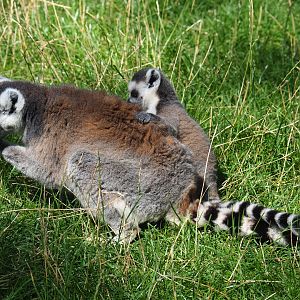 Ring-tailed lemur (Lemur catta) with baby