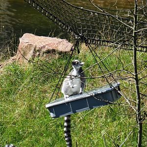 Ring-tailed lemur on enrichment feeding box