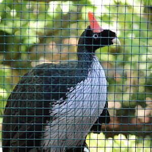 Horned Guan