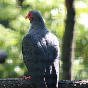 Papuan Mountain-Pigeon