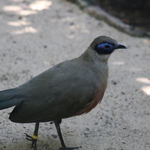 Giant Coua