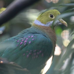 Pink-Spotted Fruit-Dove