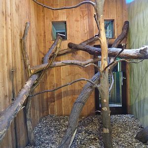 Yellow-breasted capuchin indoor housing