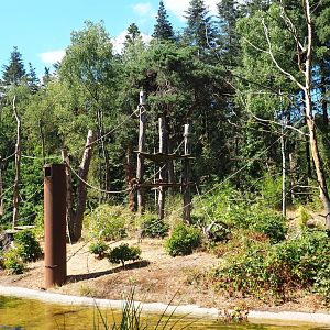 Yellow-breasted capuchin island