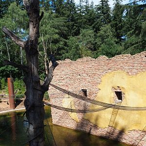 Lemur and capuchin house and island access