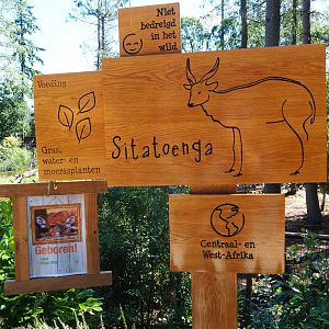 Sign and birth sign western sitatunga
