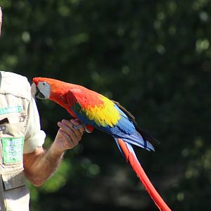 Scarlet Macaw