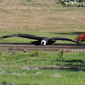 Andean Condor