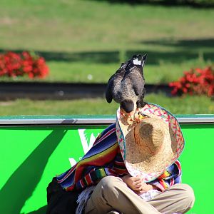 Southern Crested Caracara