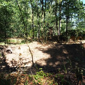 Eurasian badger exhibit