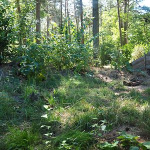 Eurasian badger exhibit