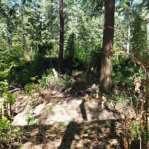 Eurasian badger exhibit