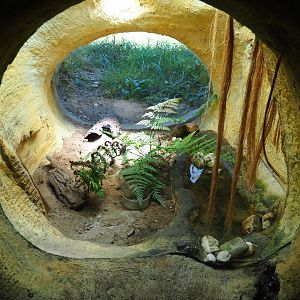Terrarium natterjack toad (Epidalea calamita)