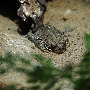 Natterjack toad (Epidalea calamita)