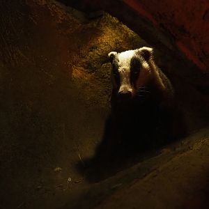 Eurasian badger (Meles meles) in its den
