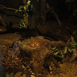 Garden dormouse exhibit