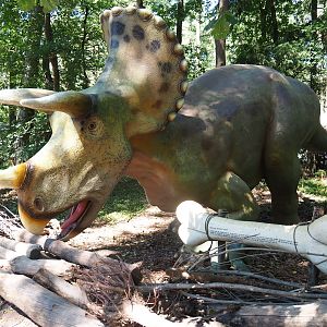 Dinosaur models - Triceratops
