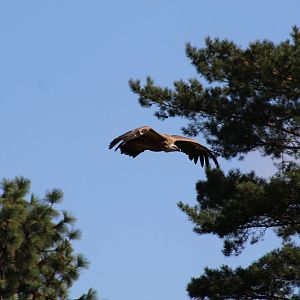 Western Eurasian Griffon Vulture