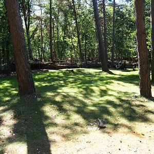Aldabra giant tortoise outdoor paddock
