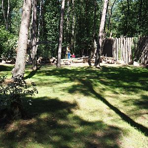 Aldabra giant tortoise outdoor paddock