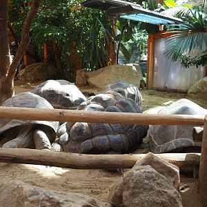 Aldabra giant tortoises (Aldabrachelys gigantea)