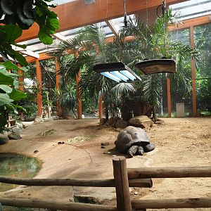 Aldabra giant tortoise indoor paddock