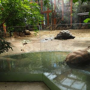 Aldabra giant tortoise pool