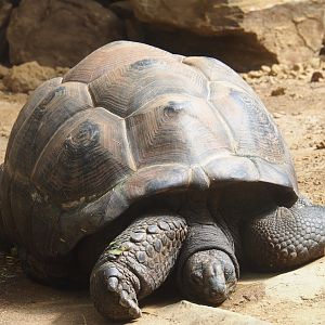 Aldabra giant tortoise (Aldabrachelys gigantea)