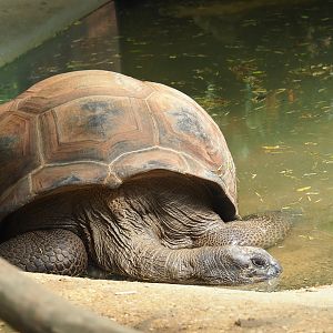 Aldabra giant tortoise (Aldabrachelys gigantea) in the water