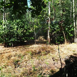 Female double-wattled cassowary exhibit