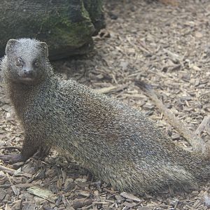 Egyptian mongoose (Herpestes ichneumon ichneumon)