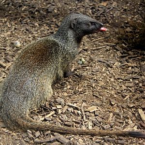 Egyptian mongoose (Herpestes ichneumon ichneumon)