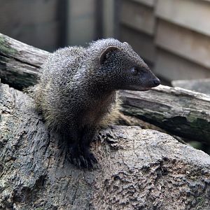 Egyptian mongoose (Herpestes ichneumon ichneumon)