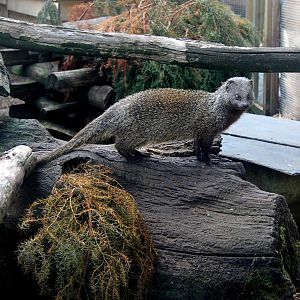 Egyptian mongoose (Herpestes ichneumon ichneumon)