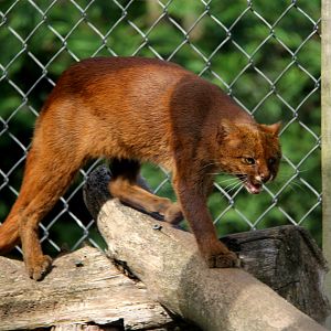 jaguarundi (Herpailurus yagouaroundi)