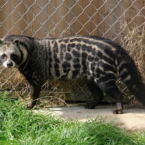 African civet (Civettictis civetta)