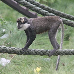 Benin red-bellied guenon (Cercopithecus erythrogaster erythrogaster)