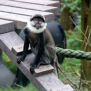 Benin red-bellied guenon (Cercopithecus erythrogaster erythrogaster)