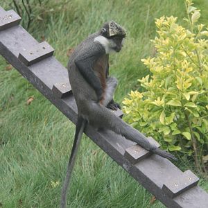 Benin red-bellied guenon (Cercopithecus erythrogaster erythrogaster)