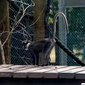 Benin red-bellied guenon (Cercopithecus erythrogaster erythrogaster)