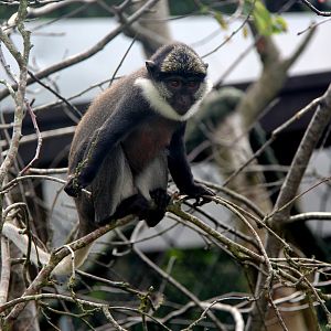 Benin red-bellied guenon (Cercopithecus erythrogaster erythrogaster)