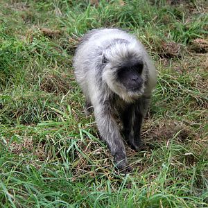 stump-tailed macaque (Macaca arctoides)