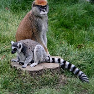 ring-tailed lemur (Lemur catta) & patas monkey (Erythrocebus patas)