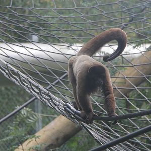 brown woolly monkey, common woolly monkey, or Humboldt's woolly monkey (Lagothrix lagothricha)