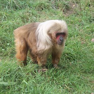 stump-tailed macaque (Macaca arctoides)