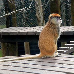 patas monkey (Erythrocebus patas)